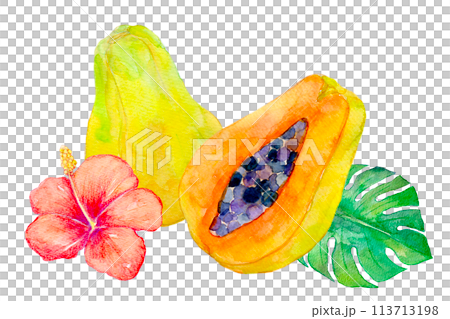 パパイヤのイラスト　水彩イラスト 113713198