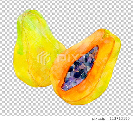 パパイヤのイラスト　水彩イラスト 113713199