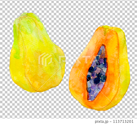 Papaya illustration watercolor illustration 113713201