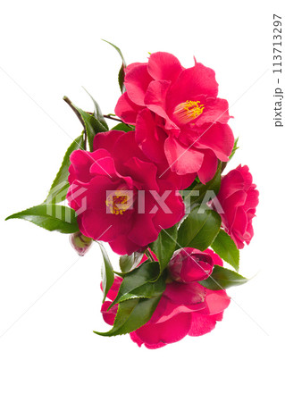 椿の花、白バック 113713297