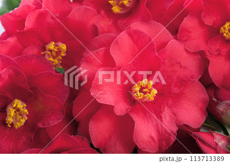 赤い花の花びら、クローズアップ 113713389