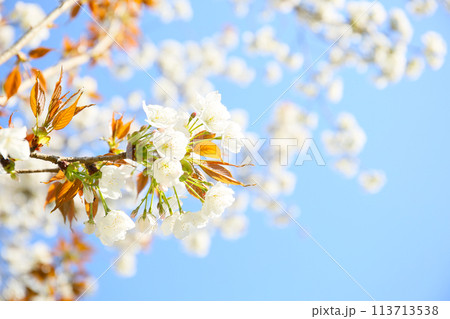 桜の満開 113713538