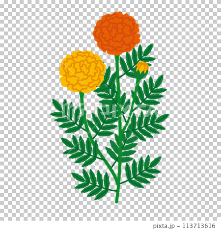 マリーゴールドのイラスト 113713616