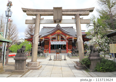 素盞雄神社(すさのおじんじゃ) 満開の桃の花と社殿 素盞雄神社(すさのおじんじゃ) 満開の桃の花と社殿 113713624