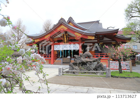 素盞雄神社(すさのおじんじゃ) 満開の桃の花と社殿 素盞雄神社(すさのおじんじゃ) 満開の桃の花と社殿 113713627