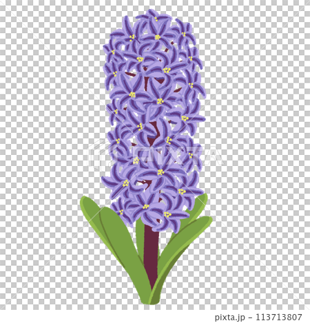 ヒヤシンスのイラスト ヒヤシンスのイラスト 113713807