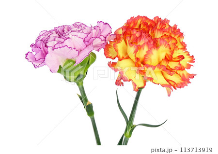 【カーネーション】 (深度合成) 113713919