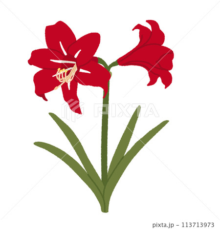 アマリリスのイラスト 113713973