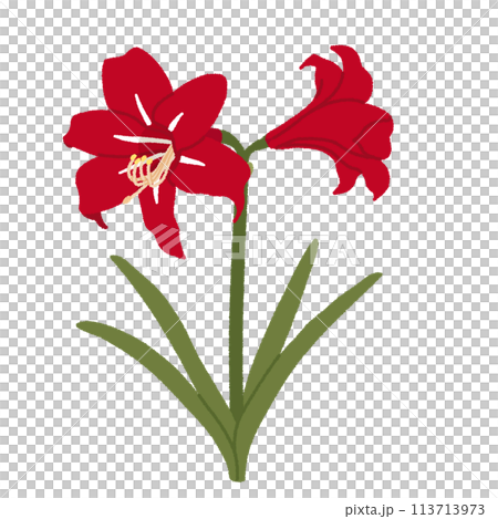 孤挺花插圖 113713973