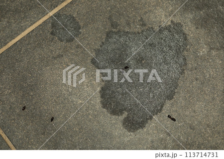 コウモリ　被害 113714731