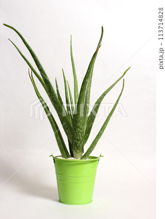Fresh Aloe Vera Growing in Container on Light Colored Background Fresh Aloe Vera Growing in Container on Light Colored Background 113714828