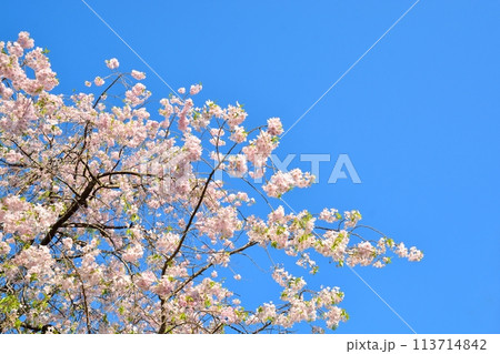 青空と満開の桜 青空と満開の桜 113714842