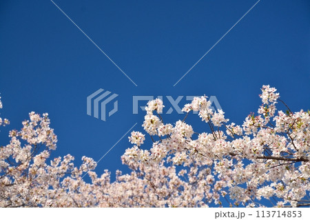 青空と満開の桜 113714853