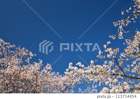 青空と満開の桜 青空と満開の桜 113714854