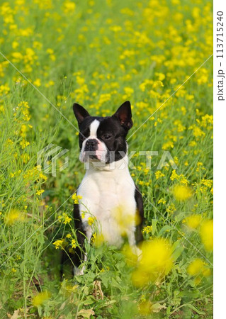 菜の花畑に座って見つめるボストンテリアのマイティ君♡ 113715240