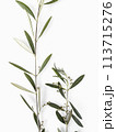 Olive branch with sprouts isolated on white background top view minimalism  113715276