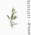 Olive branch with sprouts isolated on white background top view minimalism  113715278