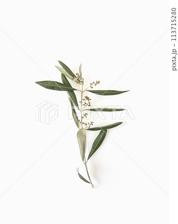 Olive branch with sprouts isolated on white background top view minimalism  113715280