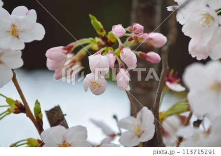 満開の桜 ソメイヨシノ 113715291