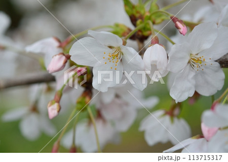 満開の桜 ソメイヨシノ 113715317