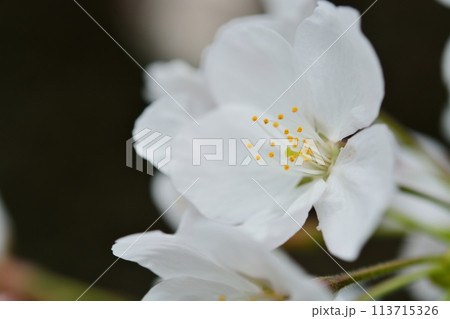 満開の桜 ソメイヨシノ 113715326