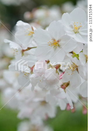 満開の桜 ソメイヨシノ 113715344