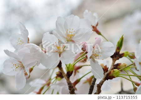 満開の桜 ソメイヨシノ 満開の桜 ソメイヨシノ 113715355