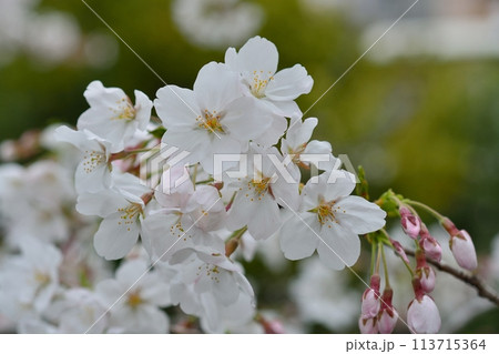 満開の桜 ソメイヨシノ 113715364