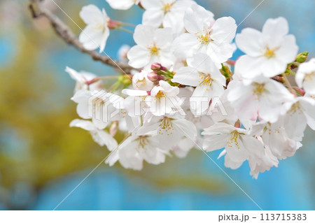 満開の桜 ソメイヨシノ 113715383