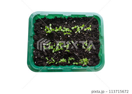A tray with seedlings of flowers or vegetables in nutritious soil. Isolated image on a white background. Top view. Agriculture A tray with seedlings of flowers or vegetables in nutritious soil. Isolated image on a white background. Top view. Agriculture 113715672