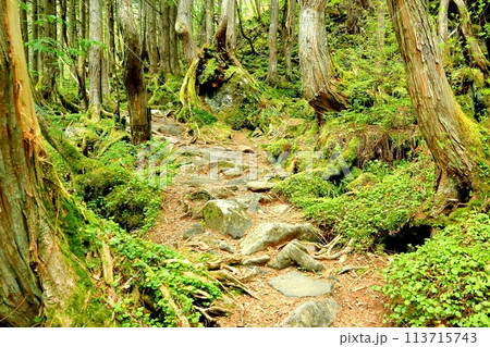 蓼科大滝の遊歩道と原生林 蓼科大滝の遊歩道と原生林 113715743