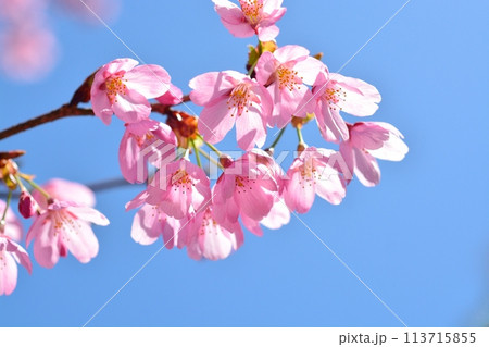 青空と満開のプリンセス雅桜 青空と満開のプリンセス雅桜 113715855