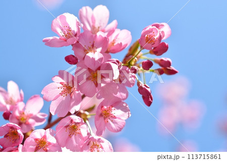 青空と満開のプリンセス雅桜 青空と満開のプリンセス雅桜 113715861
