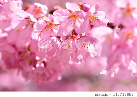 青空と満開のプリンセス雅桜 青空と満開のプリンセス雅桜 113715863