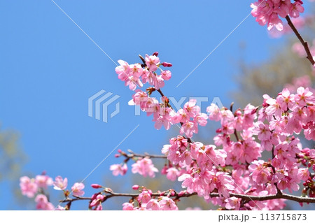 青空と満開のプリンセス雅桜 青空と満開のプリンセス雅桜 113715873