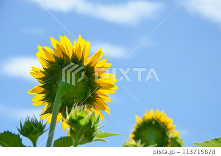 夏の日射しを浴びるヒマワリのバックショット 113715878