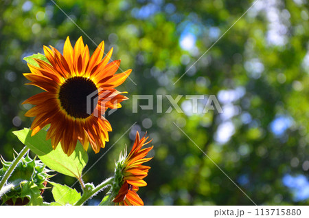 オレンジ色の花びらをつけたひまわり 113715880