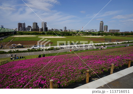 荒川赤羽緑地から見た荒川沿いの芝桜と川口市街　4月北区155川口市街と芝桜・荒川赤羽緑地 113716051