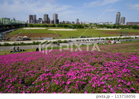 荒川赤羽緑地から見た荒川沿いの芝桜と川口市街 4月北区159川口市街と芝桜・荒川赤羽緑地 荒川赤羽緑地から見た荒川沿いの芝桜と川口市街 4月北区159川口市街と芝桜・荒川赤羽緑地 113716056