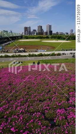 荒川赤羽緑地から見た荒川沿いの芝桜と川口市街　4月北区162川口市街と芝桜・荒川赤羽緑地 113716059