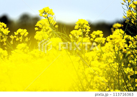 菜の花畑 前ボケ 菜の花畑 前ボケ 113716363