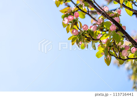 春に咲くかりんの花 春に咲くかりんの花 113716441