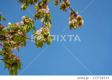 春に咲くかりんの花 春に咲くかりんの花 113716553