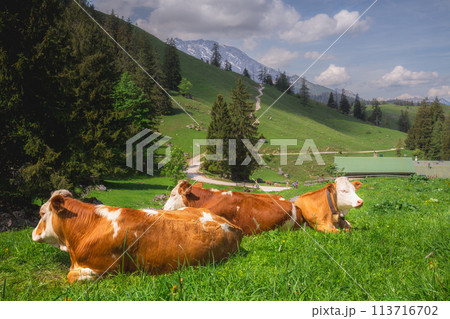Alpine meadow with cows and rustic houses in Berchtesgaden National Park 113716702