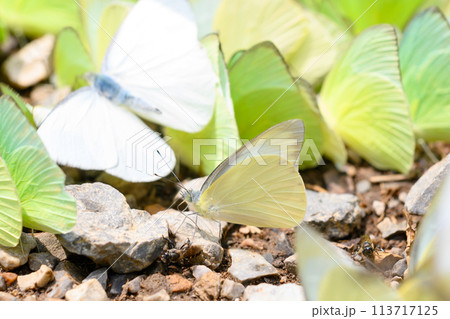 Group of Catopsilia pomona, the common emigrant or lemon emigrant in Thailand. Green butterfly. Group of Catopsilia pomona, the common emigrant or lemon emigrant in Thailand. Green butterfly. 113717125