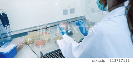 Scientist hand cultivating a petri dish whit inoculation loops in biological safety cabinet. Microbiologist works with bacteria. Scientist hand cultivating a petri dish whit inoculation loops in biological safety cabinet. Microbiologist works with bacteria. 113717131
