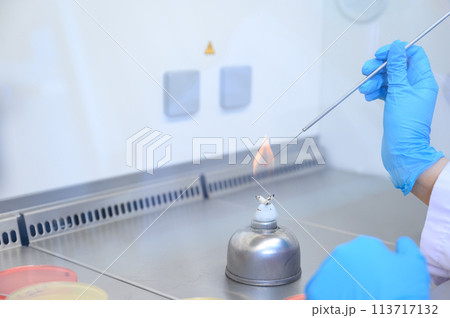 Microbiological inoculation loop being sterilized in flame of alcohol bunsen burner in biological safety cabinet. Microbiological inoculation loop being sterilized in flame of alcohol bunsen burner in biological safety cabinet. 113717132