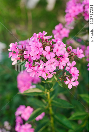 Pink purple phlox flower in the garden 113717281