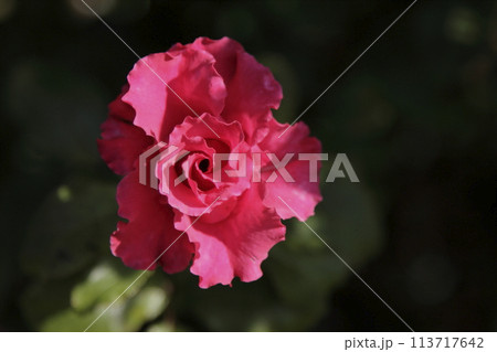 荒尾市　おもやい市民花壇　バラの花、 113717642