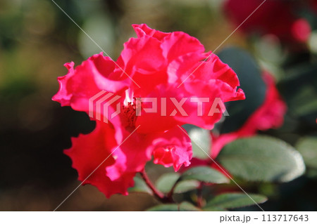 荒尾市　おもやい市民花壇　バラの花、 113717643